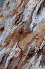 Bark on gum tree, Thargomindah, Queensland, Australia Art Print